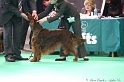 Crufts2011 506